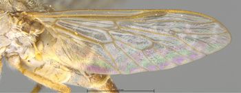 Media type: image;   Entomology 28211 Description: Specimen documentation photo of Wing frontfrom specimen MCZ:Ent:28211, captured on2025-04-30;  Aspect: Wing front